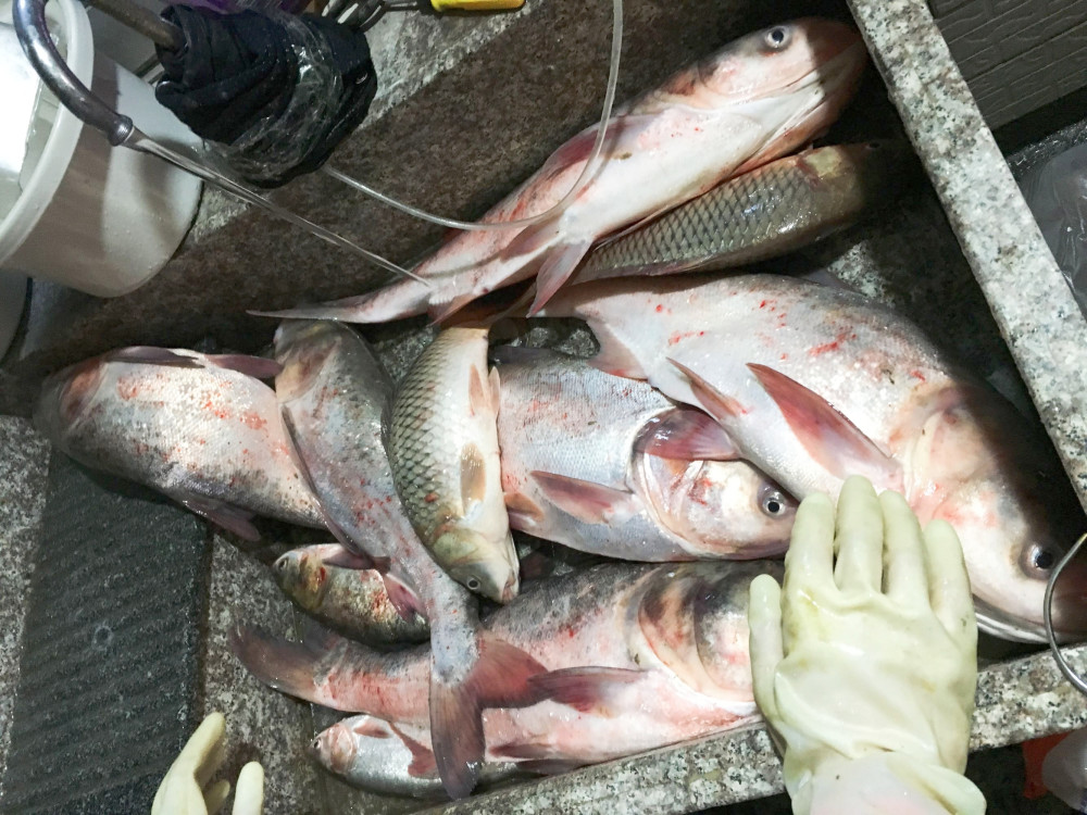河北釣魚網(wǎng)最新魚訊速遞，探索垂釣勝地的實時動態(tài)