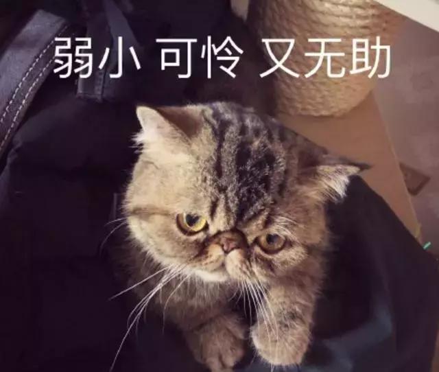 下載到夢空間最新版，價值與風(fēng)險的探討