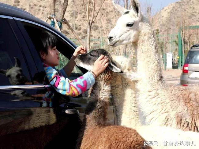 蘭州動物園最新動態(tài)更新