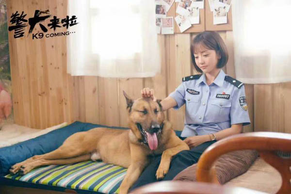 最新警犬電視劇概覽，科技重塑生活，潮流引領之作