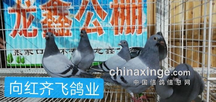 龍鑫公棚最新公告,龍鑫公棚最新公告，觀點論述