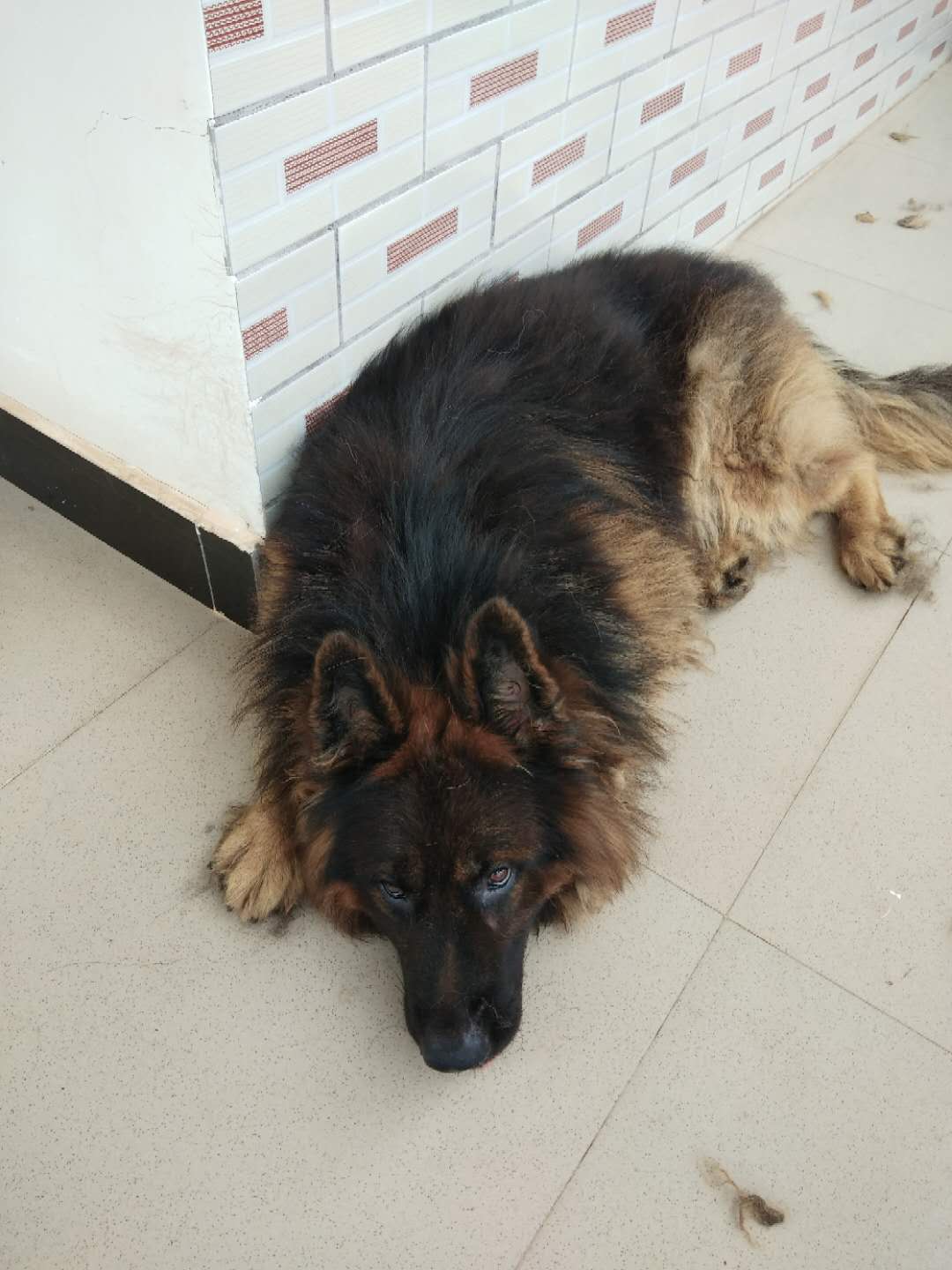 科技重塑牧羊犬市場，最新長毛牧羊犬價格及未來生活體驗展望