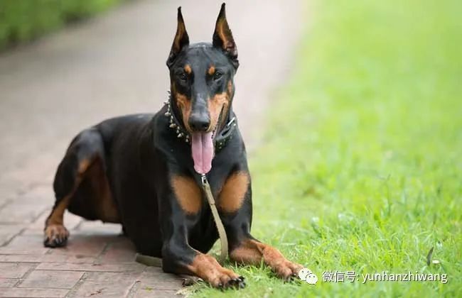 科技賦能下的青川獵犬新紀(jì)元出售價曝光
