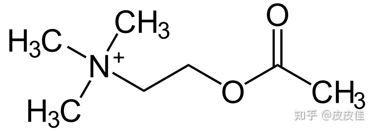 最新研究發(fā)現(xiàn) 乙酰膽堿,最新研究發(fā)現(xiàn)，乙酰膽堿