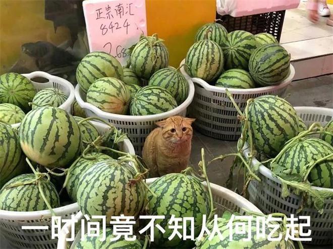 深度解析，網(wǎng)絡(luò)文化中的吃最新瓜現(xiàn)象