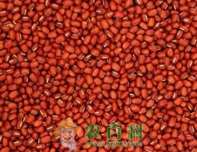 2017年紅豆最新價格,紅豆之旅，尋找內(nèi)心的寧靜與自然的和諧之聲