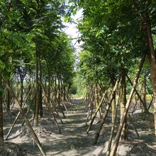 樹木市場趨勢詳解，行情解讀與把握策略