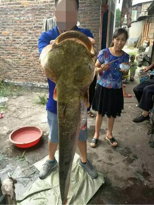 小巷深處的鯰魚(yú)美食探秘，價(jià)格與美味一覽
