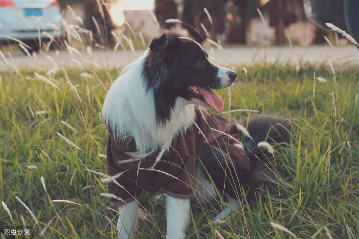 深入剖析與觀點闡述，邊境牧羊犬的價格探討