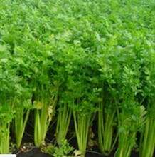 西芹行情分析指南，最新市場(chǎng)動(dòng)態(tài)與趨勢(shì)預(yù)測(cè)