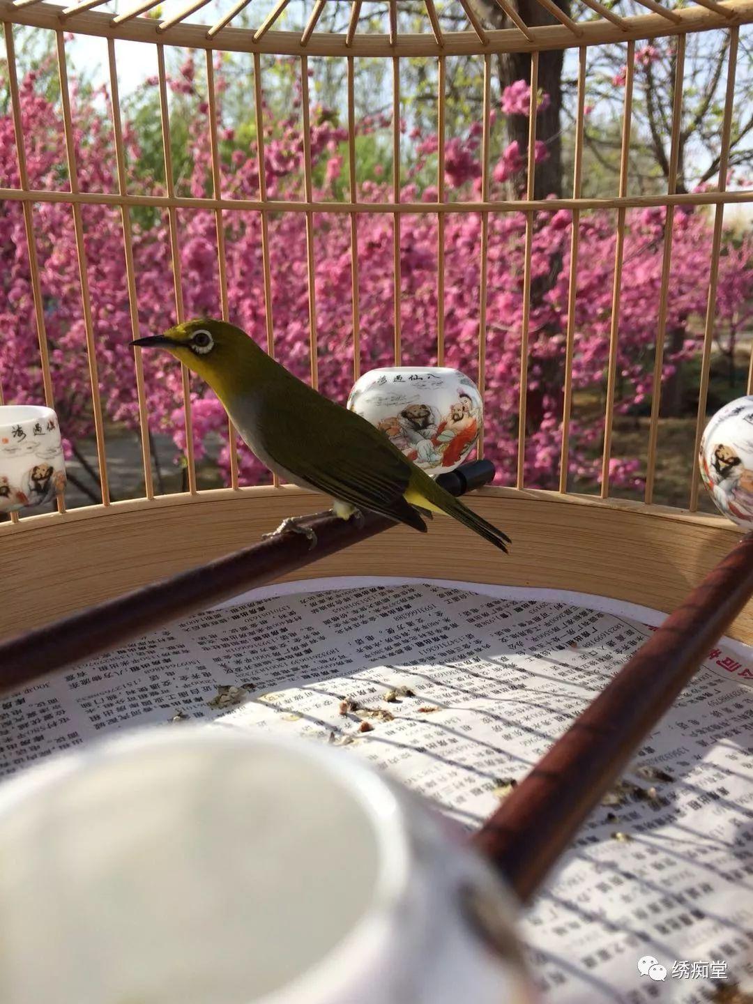 繡眼鳥(niǎo)比賽，展現(xiàn)自信，翱翔成就感的盛宴