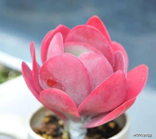 紅蓮玉露最新力作，時(shí)代之光下的璀璨明珠