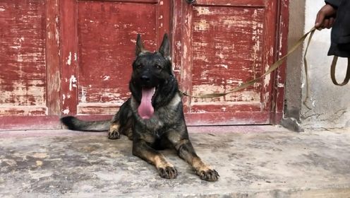 最新三平犬業(yè)種公信息揭秘，犬界英雄的日常趣事