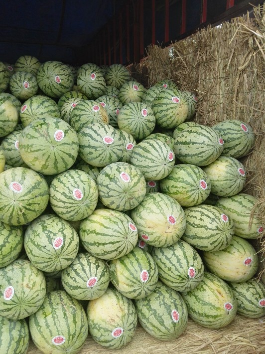 湖北西瓜最新售價(jià)揭秘，市場趨勢與消費(fèi)者洞察