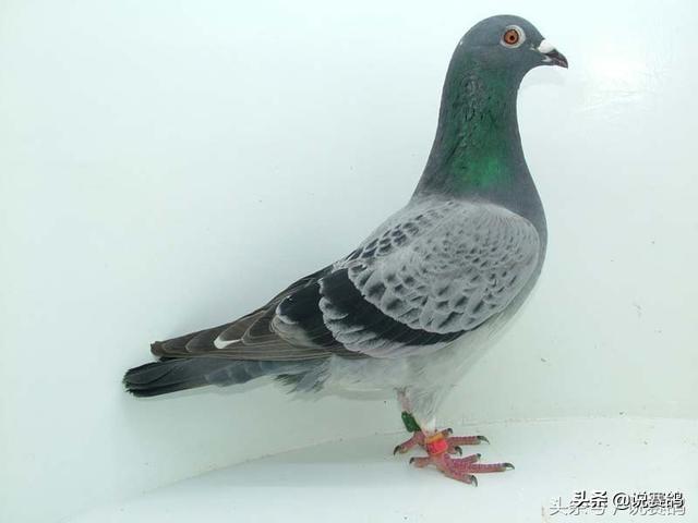 信鴿比賽回來怎么調(diào)理,信鴿比賽歸來后的全面調(diào)理指南