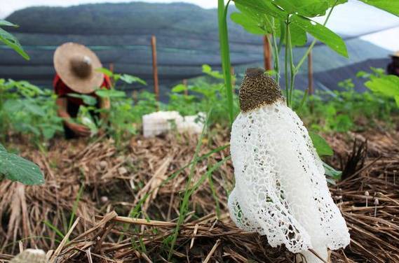 古田竹蓀今日價格行情更新，市場走勢與價格分析
