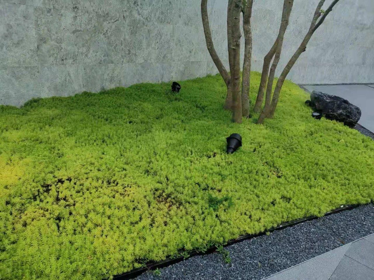 佛甲草價格揭秘，全面了解佛甲草市場行情！