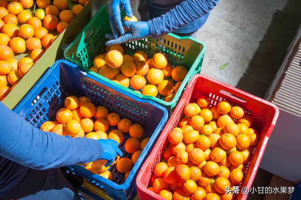 新發(fā)地水果價格行情揭秘，最新價格信息與行情概覽