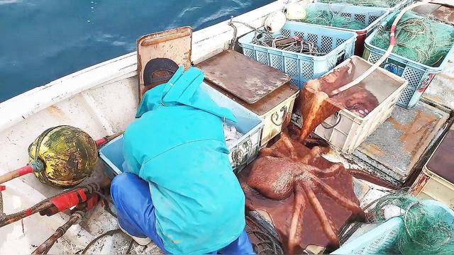 章魚捕撈新技術(shù)引領(lǐng)深海探索新紀(jì)元，揭秘引領(lǐng)潮流的捕撈技術(shù)