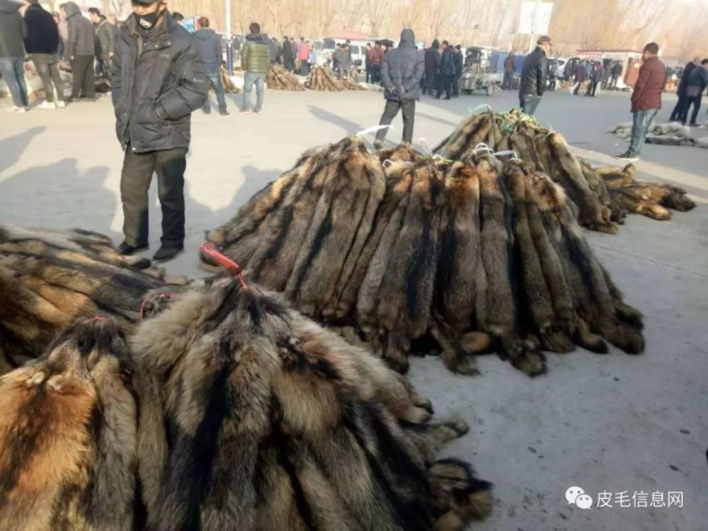 昌黎貉子皮價格行情解析及市場分析