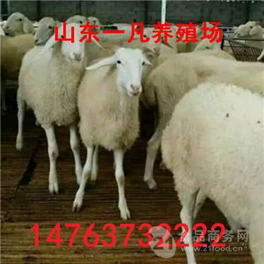 一只羊的價格，因素分析、市場分析及未來趨勢預(yù)測