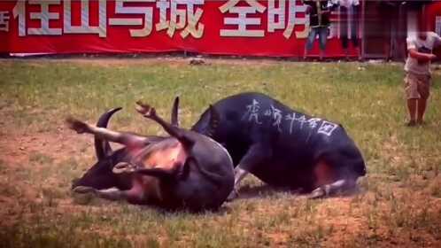 斗牛比賽現(xiàn)場悲劇，死亡與反思