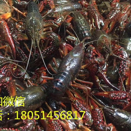 龍蝦苗價(jià)格走勢(shì)揭秘，市場(chǎng)趨勢(shì)、影響因素與選購(gòu)指南