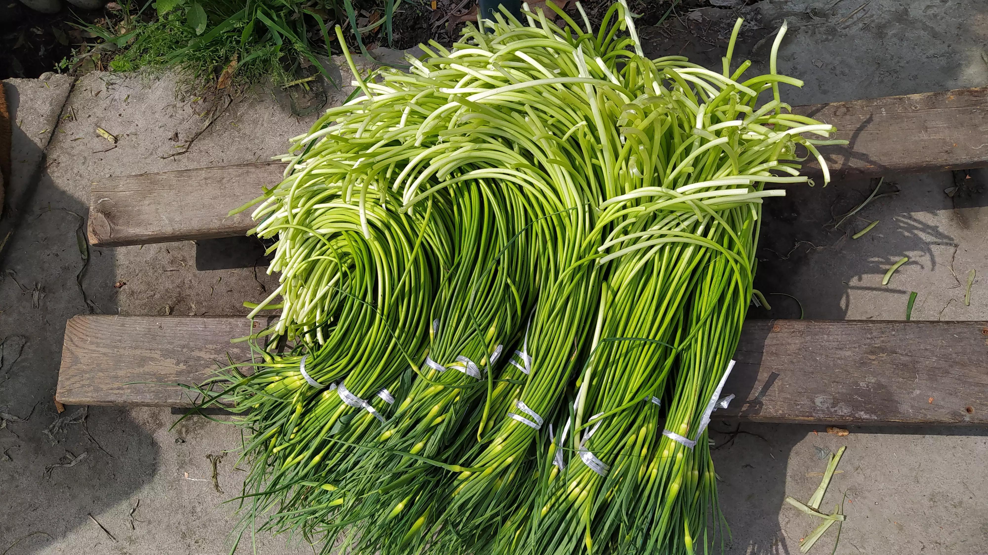 最新蒜薹價(jià)格動(dòng)態(tài)及小巷深處的特色美食探秘