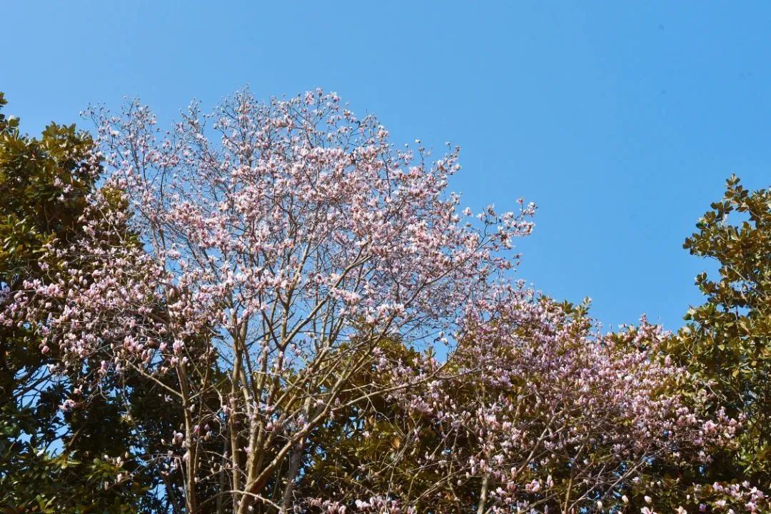 玉蘭新品種亮相，種植與養(yǎng)護指南揭秘新品種玉蘭風(fēng)采