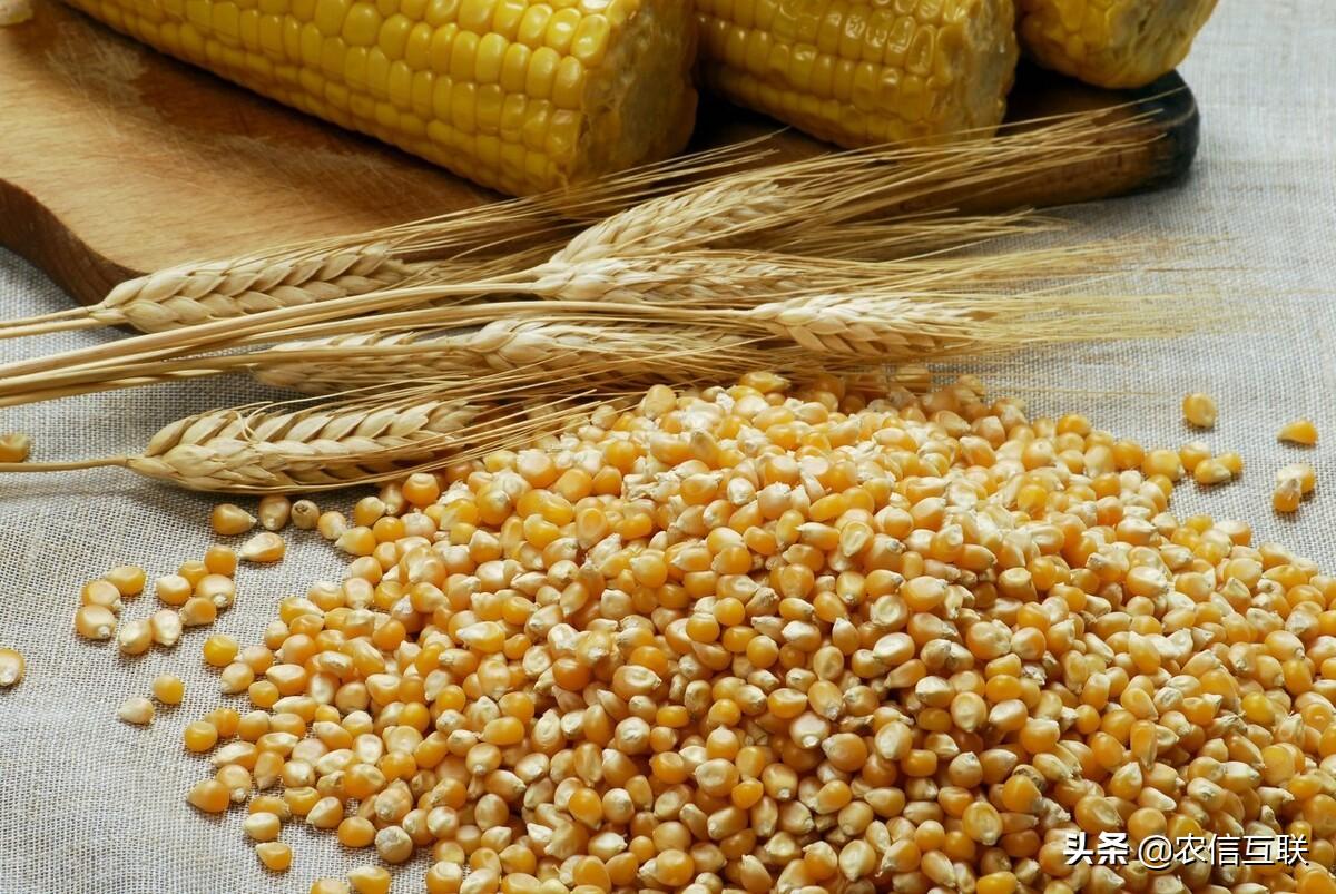 糧食機(jī)械行情中的溫情故事探索