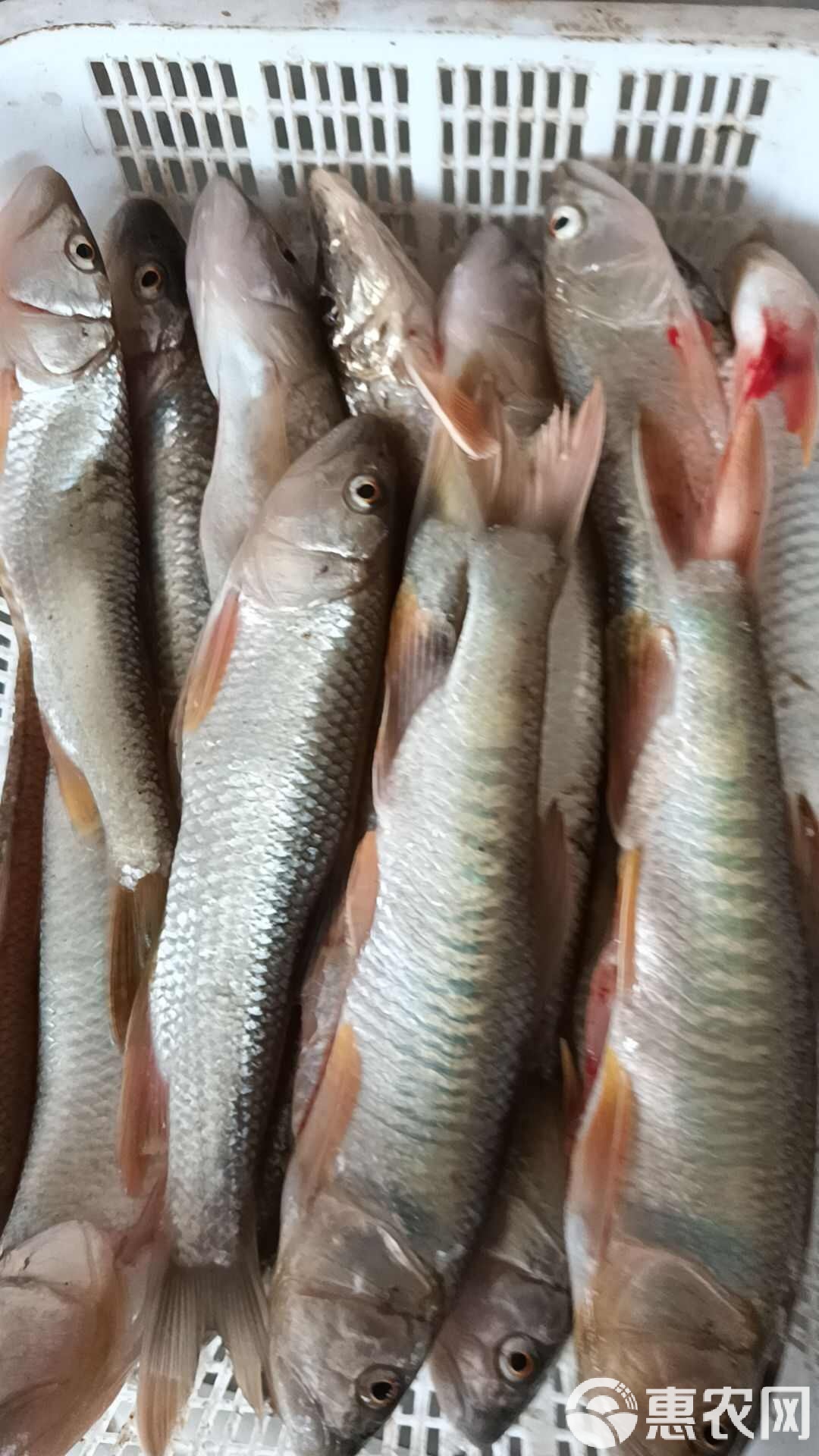 馬口魚價(jià)格走勢(shì)揭秘，市場(chǎng)趨勢(shì)、影響因素與案例分析全解析