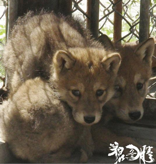 小萌狼最新作品，躍動(dòng)知識(shí)與自信成就感的魔法之旅