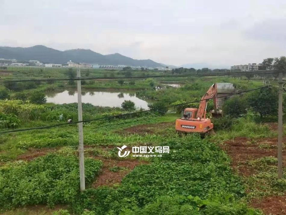 義烏北苑柳青，最新新聞、日常趣事與友情的溫暖紐帶報道