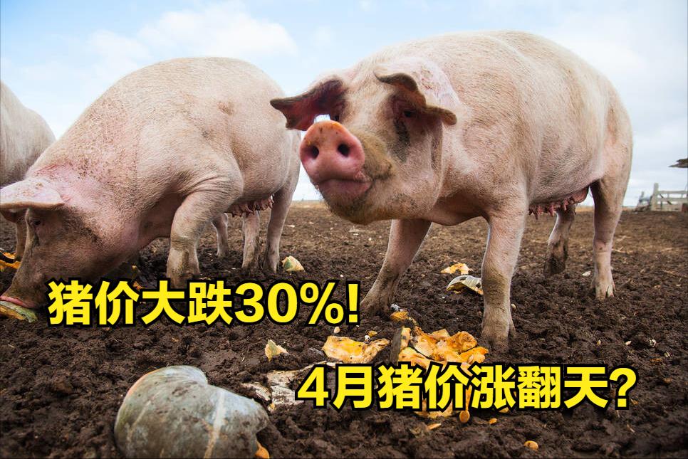 全國豬價行情最新行情