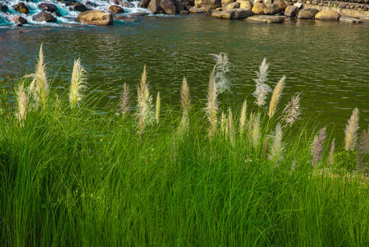 河邊草最新視頻網(wǎng)站，探索自然美景，尋找內(nèi)心平和的旅行體驗
