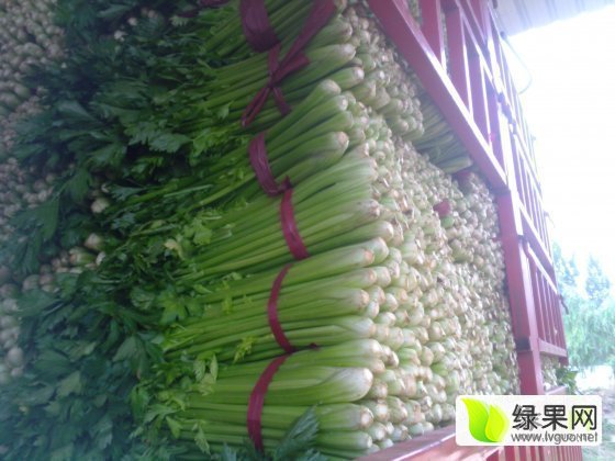 中牟芹菜價格動態(tài)及自信成就之路探索